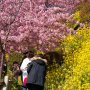 【まつだ桜まつり】歩道が芝生敷きになっているのもポイント高い♪