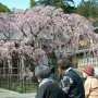 【太平山・太山寺の桜】今日は早咲きの桜がある事で知られる太平山の太山寺へ 境内のイワシダレザクラが早くも見頃に！