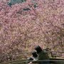 【まつだ桜まつり】こうやって見ると絵面が凄いっすねｗ 空中を滑ってるみたい
