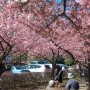 【宇都宮城址公園の河津桜】平日だというのにやたらとお客さんがおる... 駐車場もいっぱいｗ コロナウィルス騒動とはなんだったのかｗ(と現場にいる俺が言う事じゃない)