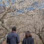【筑波山梅林2020】白梅のトンネルが出来上がり～ ここから梅林の頂にある東屋を目指します