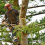 Tree Trimming Chesterfield MI