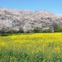 【権現堂公園の桜2020】ここ数日のぽかぽか陽気で一気に咲き揃ってしまった今年の桜 あまりに早く桜が咲いてしまった為、菜の花の開花が追いついていませんｗ