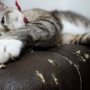How to Stop Cats From Scratching Leather Furniture - The Ultimate Guide