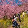 【まつだ桜まつり】つづら折りの歩道が続くので「いろは坂」って名前が付いてんのねｗ