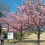 【宇都宮城址公園の河津桜】一部の木は早くも満開です！ ･:*:･ｷﾚｲ(*´∀｀*)ｷﾚｲ･:*:･