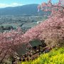 【まつだ桜まつり】山の中腹にある公園なので実に眺めが(・∀・)ｲｲ!!