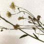 detail. new work in progress. flowers from Fukushima.