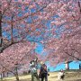 【いせさき市民のもり公園】まだ春と言うには早すぎる時期ですがこの景色を見ている限りもう春ですなｗ