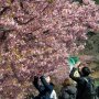 【まつだ桜まつり】実はここからが急勾配の歩道を延々と登るハードな道中となったのですが桜が並んでいる辺りはまだ平坦で歩きやすかった♪ 皆さんのんびりとお花見を楽しんでおられました