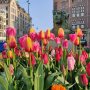 Springtime in Amsterdam