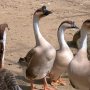 【雨引観音】あちらこちらに様々な鳥さんがいらっしゃる 境内を孔雀が闊歩している事もあるとかｗ