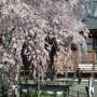【太平山・太山寺の桜】遠近法マジックで桜の巨大さを表現してみますたｗ 人との対比ｗｗｗ