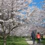 【権現堂公園の桜2020】振り返ると数年前はまだこのヘンの桜並木って無かったんだよねぇ ほんとキレイに整備されたわ