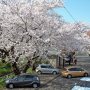 【千歳袋川堤の桜】なんだよ川沿いに駐車スペースがあったんかｗ 2キロも先の足利学校駐車場から歩いてきた俺ってｗｗｗ