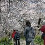 【権現堂公園の桜2020】桜の乱れ咲きやでーｗｗｗ