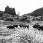 Saved cows in Okuma, Fukushima. - Selecting photos for my book. Publication date: March 9