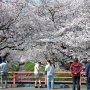【千歳袋川堤の桜】栃木でソメイヨシノが今の時期に満開になってるのはここくらいのもんです やっぱ県南はあったかいのかな