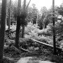 Fallen trees in the red zone of Fukushima. - Selecting photos for my book. Publication date: March 9