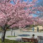 【宇都宮城址公園の河津桜】ここ最近は毎年訪れているのですでに見慣れた景観ですけどやっぱ桜が咲くと来ちゃうんですよねぇ