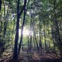 A forest