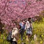【まつだ桜まつり】本物の日光いろは坂は暖冬とはいえ冬真っ只中ですがこっちのいろは坂は春真っ只中っすねｗ