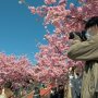 【まつだ桜まつり】さてさてファインダーの先には何が見えているんでしょう？
