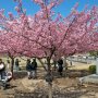 【宇都宮城址公園の河津桜 その弐】善意の桜「ロータリーは人をつくり友情を育てる」うむ、深い言葉だｗ