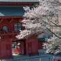 【慈光寺 赤門の桜】桜と赤門の取り合わせは良いですね 逆光ポジションなので曇ってる日の方が構図には凝れそうですｗ