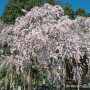 【太平山・太山寺の桜】ほぼ満開になりました あと数日が見頃でしょうね 週末までは保たないかもなぁ ともあれ太平山のお花見ウィークスタートです！