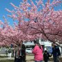 【宇都宮城址公園の河津桜 その弐】天高く桜の枝が伸びる ･:*:･(*´∀｀*)ｷﾚｲｰ･:*:･