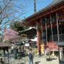 【雨引観音】境内の中央には観音堂と呼ばれる本堂と多宝塔(三重塔)が並びます 