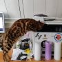 IT kitteh wil fixxorz Ur paypar jam!

#bengal #bengalcat #printerpix