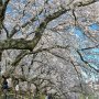 【権現堂公園の桜2020】桜の木の下に整備された階段を行き来する皆さん お散歩も気持ちよさそうです
