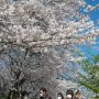 【権現堂公園の桜2020】やはりコロナウィルスの影響は大きく自分も含めて多くのお客さんはマスク着用していました 早く終息してくれるといいんですが・・・