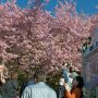 【まつだ桜まつり】しかし朝っぱらから人出が凄いｗ 新型コロナの影響で空いてるかと思ったらそんな事全然無かったｗ