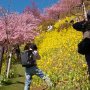 【まつだ桜まつり】狙え！シャッターチャンス！！ ﾊﾟｼｬｯ! Σp[【◎】]ω･´)
