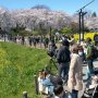 【権現堂公園の桜2020】駐車場がクルマでいっぱいなので当然ながら園内はお客さんでいっぱいｗｗｗ 桜まつり自体は中止になっているものの何の意味もないｗｗｗ