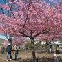 【宇都宮城址公園の河津桜 その弐】今日はちょっと風が冷たかったけど園内の景観は春爛漫♪