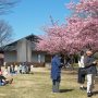 【宇都宮城址公園の河津桜】清明館と呼ばれる施設の周りにはたくさんのお客さんががが 臨時休校中の小学生達が広場でサッカーやってたのは秘密ｗ