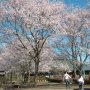 【天平の丘公園の桜2020】今週末はちょうど見頃でオススメなスポットでーす まあコロナウィルスの問題もあるのでお越しになるのは自己責任でｗ