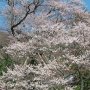 【慈光寺 赤門の桜】今日の時点では8分咲きくらいでしょうかね まだてっぺんの方に花が少ないです