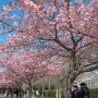 【宇都宮城址公園の河津桜】てっぺんの枝にもうちょい花が欲しいところ 満開になるのが待ち遠しいぜｗ 来週にまた来てみようっと♪
