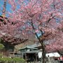 【雨引観音】多宝塔と河津桜
