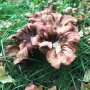 Meanwhile in #Wonderland #garden.. #mushrooms #mushroom #mushroomsofinstagram #autumn