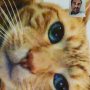 I can't have a FaceTime call with my daughter without her forcing me to also spend some time with our annoyed cat. 😾