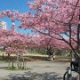 【宇都宮城址公園の河津桜 その弐】全開訪れた時に咲き始めだった木は見頃になりましたが満開になるのが早かった木は散り始めとなっていました 見頃は来週いっぱいってところでしょうか