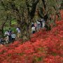 【権現堂の彼岸花2017】斜面を真っ赤に染める秋の権現堂堤 今年は咲き揃うのが早かったみたいで枯れてしまった所も多かったのがちと残念ですが広角で撮るとけっこう綺麗っすねｗ 