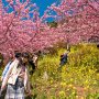 【まつだ桜まつり】いろは坂、歩道が狭すぎて対面通行出来ないのが難点かｗ