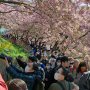 【まつだ桜まつり】狭い歩道に行き交う人と足を止めて撮影する人が入り混じって大渋滞ｗｗｗ